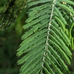 Acacia dealbata subsp. dealbata (Silver Wattle) at Wuuluman, NSW - 1 Jan 2024 by Darcy