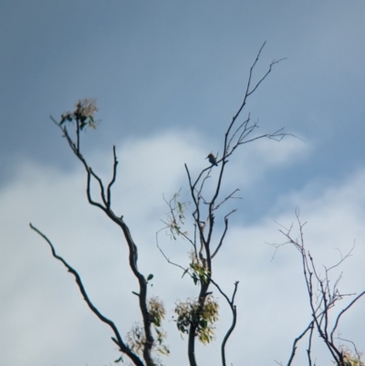 Merops ornatus (Rainbow Bee-eater) at Wellington, NSW - 1 Jan 2024 by Darcy