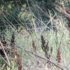 Psephotus haematonotus (Red-rumped Parrot) at Wellington, NSW - 1 Jan 2024 by Darcy