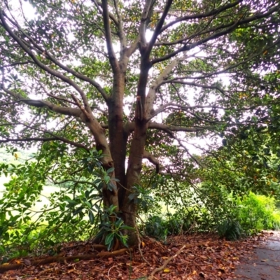 Ficus macrophylla (Moreton Bay Fig) at Kiama, NSW - 1 Jan 2024 by plants