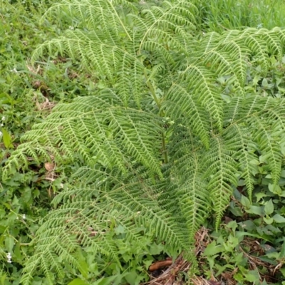 Hypolepis glandulifera (Downy Ground Fern) at Kiama, NSW - 1 Jan 2024 by plants