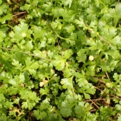 Leptinella longipes at Kiama, NSW - 31 Dec 2023 by plants