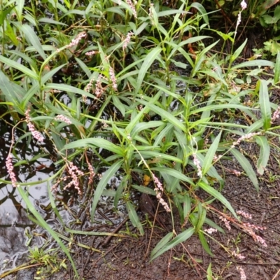 Persicaria decipiens (Slender Knotweed) at Kiama, NSW - 1 Jan 2024 by plants