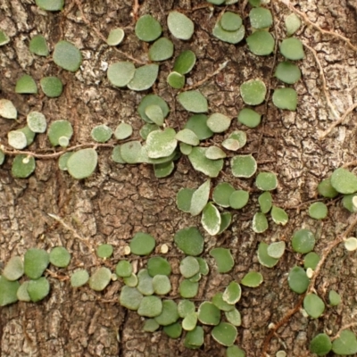 Pyrrosia rupestris (Rock Felt Fern) at Kiama, NSW - 31 Dec 2023 by plants