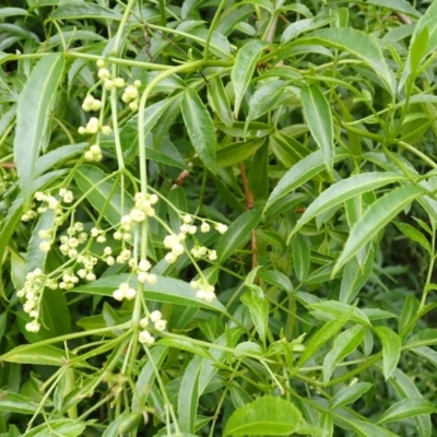 Sambucus australasica (Native Elderberry, Yellow Elderberry, Native Elder) at Kiama, NSW - 1 Jan 2024 by plants