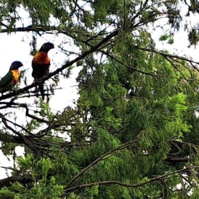 Trichoglossus moluccanus (Rainbow Lorikeet) at Mount Painter - 9 Dec 2023 by SarahHnatiuk