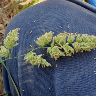 Dactylis glomerata (Cocksfoot) at Rugosa - 28 Dec 2023 by SenexRugosus