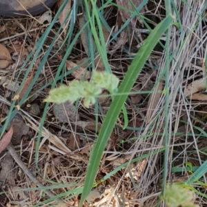 Dactylis glomerata at Rugosa - 28 Dec 2023 02:51 PM