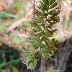 Dactylis glomerata at Rugosa - 28 Dec 2023