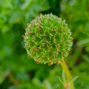 Acaena novae-zelandiae at Rugosa - 28 Dec 2023 12:23 PM