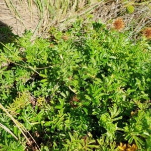 Acaena novae-zelandiae at Rugosa - 28 Dec 2023 12:23 PM