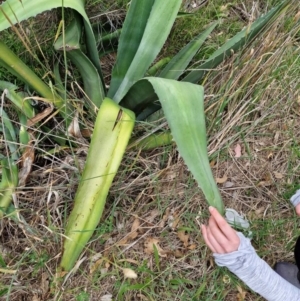 Agave americana at Strathnairn, ACT - 31 Dec 2023 08:26 AM