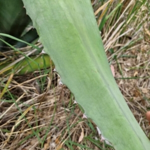 Agave americana at Strathnairn, ACT - 31 Dec 2023 08:26 AM