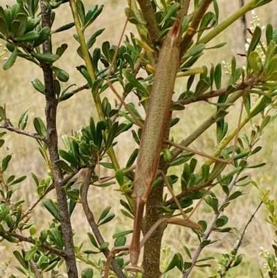 Archimantis sp. (genus) at Yass River, NSW - 1 Jan 2024 by SenexRugosus