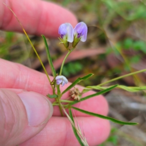 Glycine clandestina at Jerangle, NSW - 1 Jan 2024