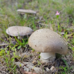 Amanita sp. (Amanita sp.) at Jerangle, NSW - 1 Jan 2024 by Csteele4