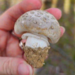 Amanita sp. at Jerangle, NSW - 1 Jan 2024