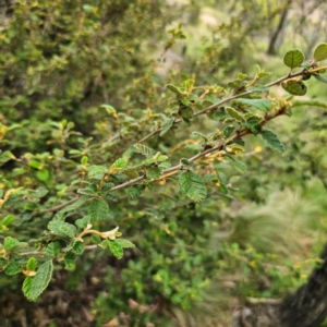 Pomaderris betulina subsp. betulina at Peak View, NSW - 1 Jan 2024