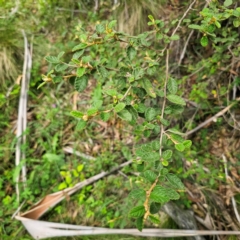 Pomaderris betulina subsp. betulina at Peak View, NSW - 1 Jan 2024