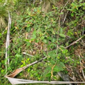 Pomaderris betulina subsp. betulina at Peak View, NSW - 1 Jan 2024 02:57 PM