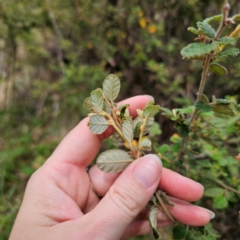 Pomaderris betulina subsp. betulina at Peak View, NSW - 1 Jan 2024