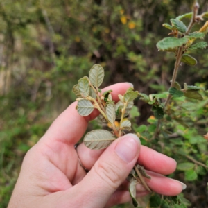 Pomaderris betulina subsp. betulina at Peak View, NSW - 1 Jan 2024