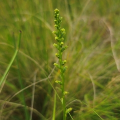 Microtis parviflora (Slender Onion Orchid) at Peak View, NSW - 1 Jan 2024 by Csteele4