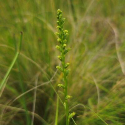 Microtis parviflora (Slender Onion Orchid) at Peak View, NSW - 1 Jan 2024 by Csteele4