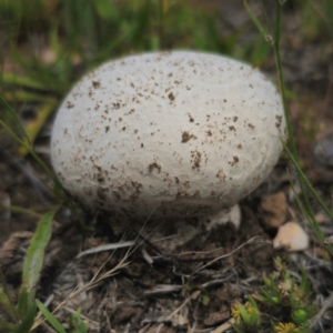 Calvatia sp. at Peak View, NSW - 1 Jan 2024 02:30 PM