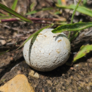 Calvatia sp. at Peak View, NSW - 1 Jan 2024