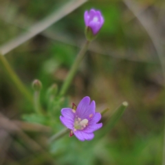 Epilobium billardiereanum (Willowherb) at Jerangle, NSW - 1 Jan 2024 by Csteele4