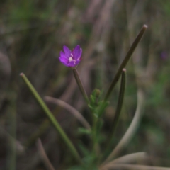 Epilobium billardiereanum at Jerangle, NSW - 1 Jan 2024