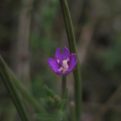 Epilobium billardiereanum at Jerangle, NSW - 1 Jan 2024