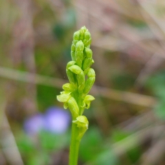 Microtis parviflora at Jerangle, NSW - 1 Jan 2024