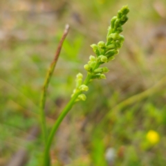 Microtis parviflora at Jerangle, NSW - 1 Jan 2024