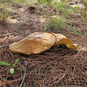 Suillus granulatus at Jerangle, NSW - 31 Dec 2023