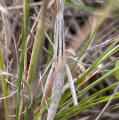 Acrida conica (Giant green slantface) at Numeralla, NSW - 30 Dec 2023 by SteveBorkowskis