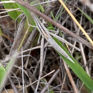 Acrida conica at Numeralla, NSW - suppressed