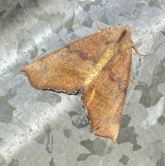 Mnesampela privata (Autumn Gum Moth) at Numeralla, NSW - 29 Dec 2023 by SteveBorkowskis