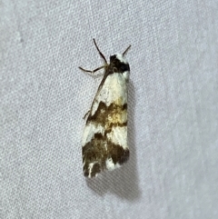 Philenora irregularis (Lithosiini) at Numeralla, NSW - 30 Dec 2023 by SteveBorkowskis