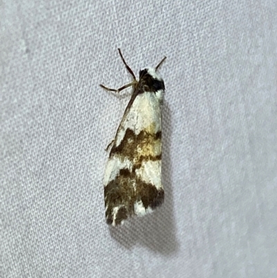 Philenora irregularis (Lithosiini) at Numeralla, NSW - 30 Dec 2023 by SteveBorkowskis