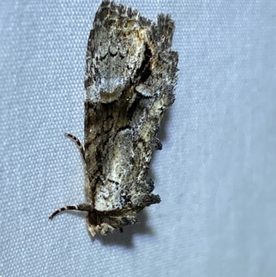 Epicyrtica leucostigma (Dark-crescent Double-spot, Calpinae) at  - suppressed by SteveBorkowskis