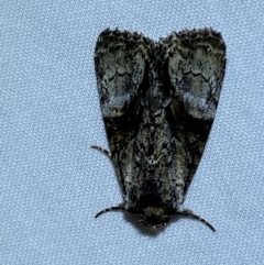 Epicyrtica leucostigma at Numeralla, NSW - 30 Dec 2023