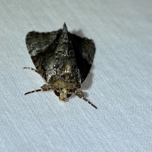 Epicyrtica leucostigma at Numeralla, NSW - 30 Dec 2023