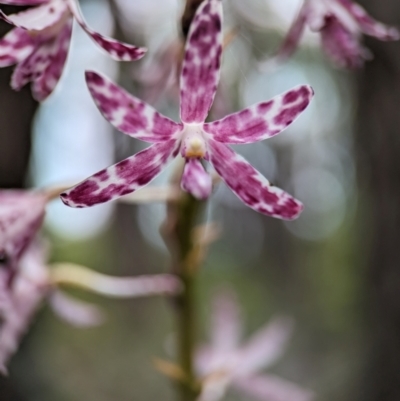 Dipodium variegatum (Blotched Hyacinth Orchid) at Vincentia Bushcare - 30 Dec 2023 by Miranda