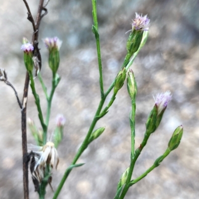 Symphyotrichum subulatum (Wild Aster, Bushy Starwort) at Crace, ACT - 31 Dec 2023 by Rosie
