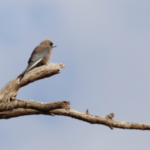 Artamus cyanopterus at Bowning, NSW - 17 Nov 2018 04:57 PM