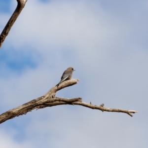 Artamus cyanopterus at Bowning, NSW - 17 Nov 2018 04:57 PM