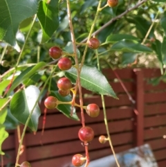 Prunus serotina (Black Cherry) at Belconnen, ACT - 1 Jan 2024 by JohnGiacon