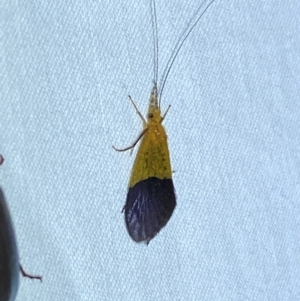 Anisocentropus bicoloratus at Numeralla, NSW - suppressed
